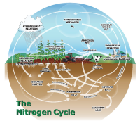 The Nitrogen Cycle