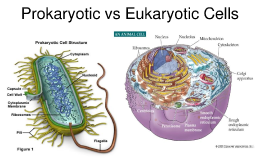 Prokaryote and eukaryote complex